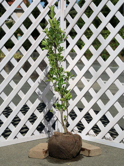 楽天市場】【お任せ品】世界三大美樹「ヒマラヤシーダー（ヒマラヤスギ