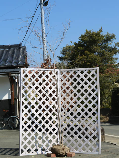 楽天市場】ミツバツツジ 2.5m 露地 苗木 : トオヤマグリーン