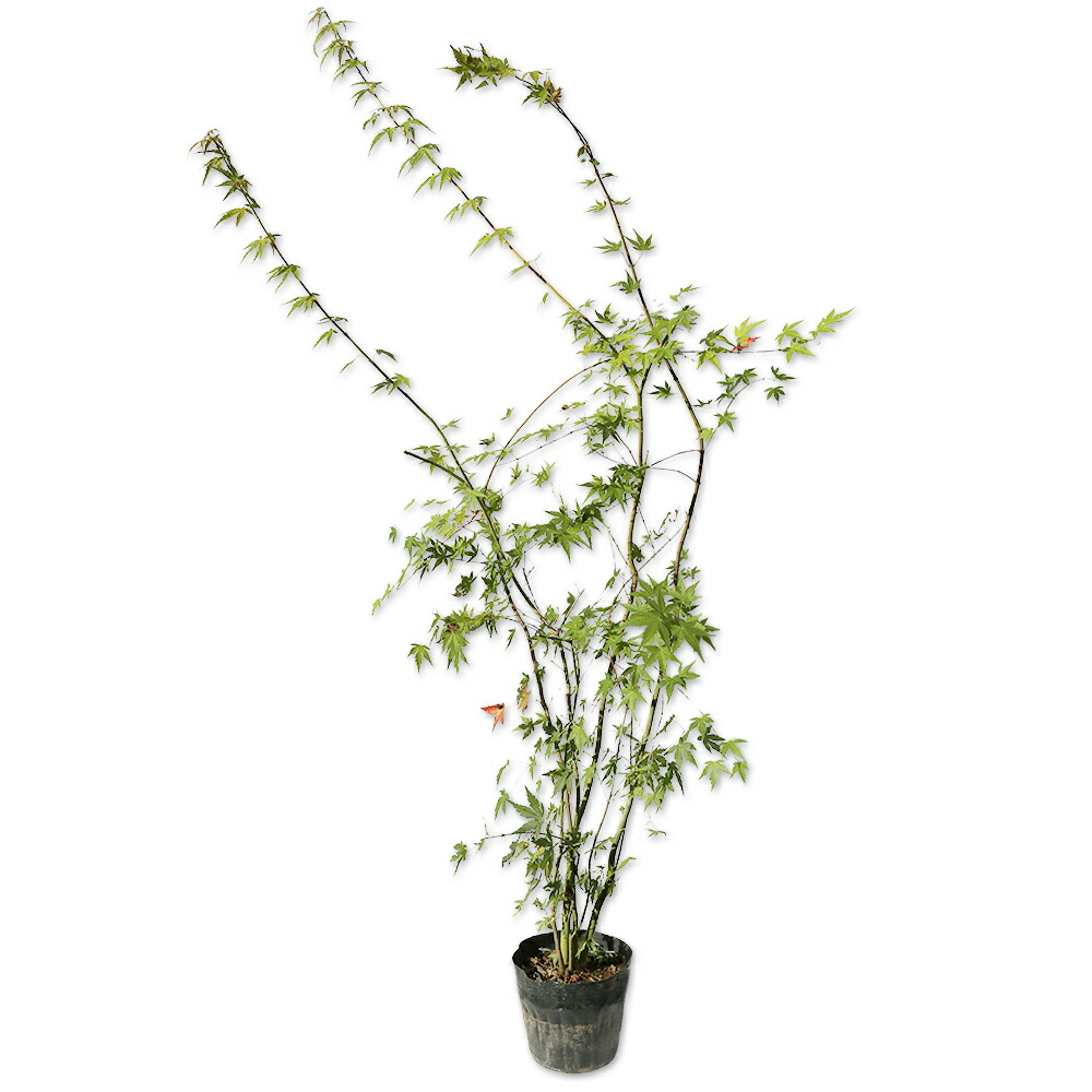 楽天市場】【不在置きOK限定販売価格】イロハモミジ 本株立 2.4m程度