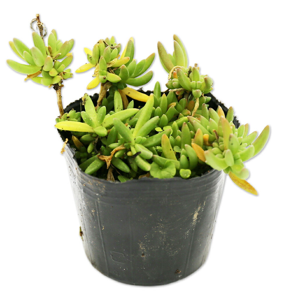 楽天市場】ハマナデシコ 10.5cmポット 苗 : トオヤマグリーン