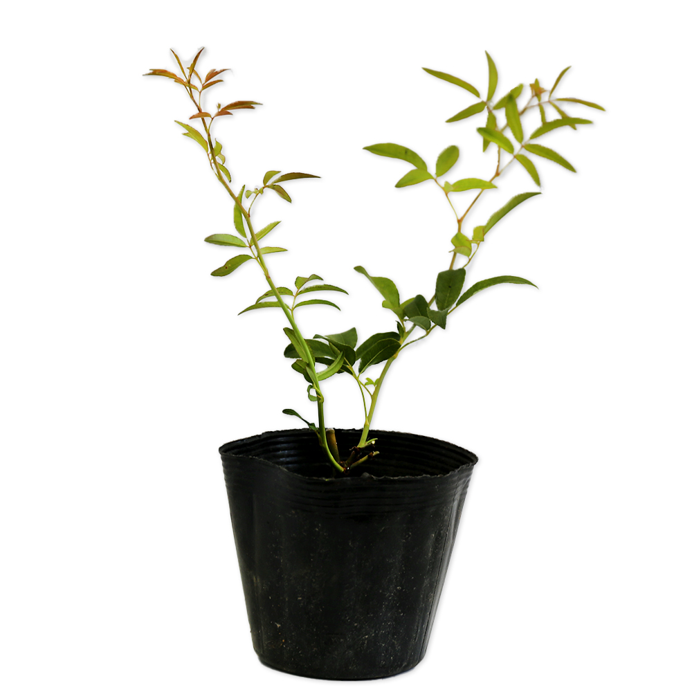 楽天市場】サクラ ウワミズザクラ 2m 露地 苗木 : トオヤマグリーン