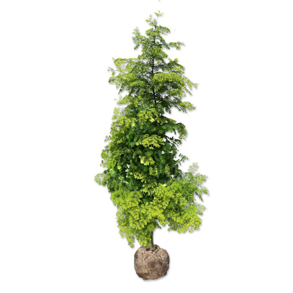 楽天市場】センペルセコイア 2.3m 露地 苗木 : トオヤマグリーン