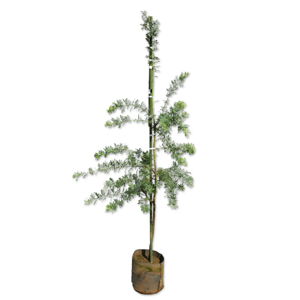 楽天市場】アカシア・フロリバンダ ミモザ 常緑樹 7号鉢 : 大神ファーム