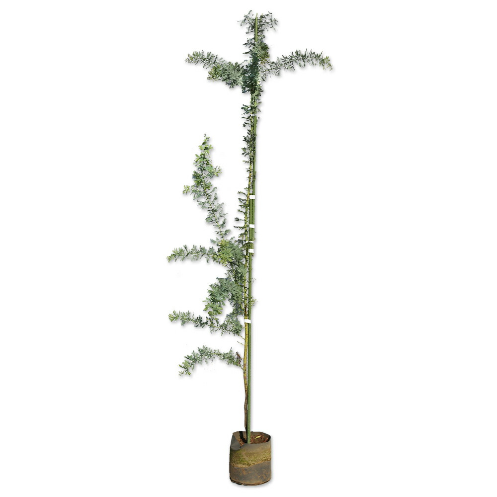 楽天市場】アカシア・フロリバンダ ミモザ 常緑樹 7号鉢 : 大神ファーム