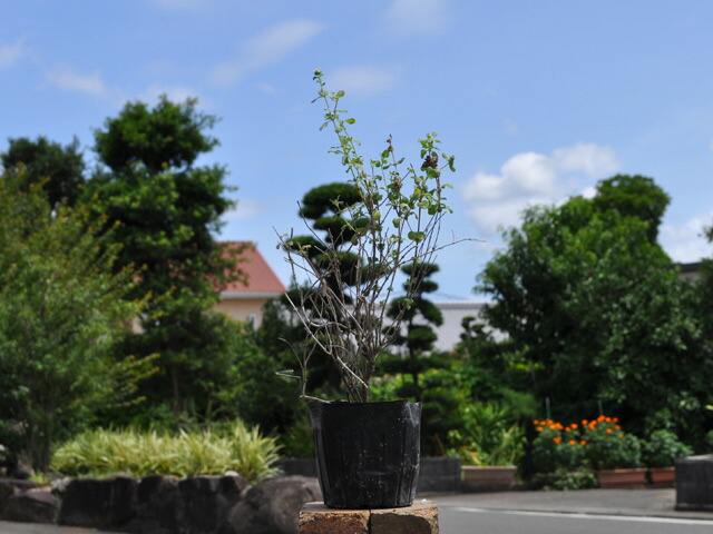 楽天市場】マルーラ 1年生実生苗（雌雄不明） 3号ポット : 苗木部 by