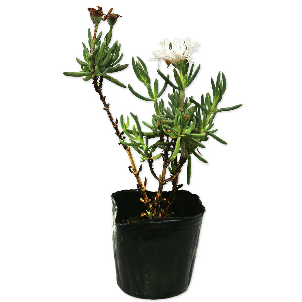 楽天市場】松葉菊（マツバギク）1ケース28個 MIX : 千草園芸