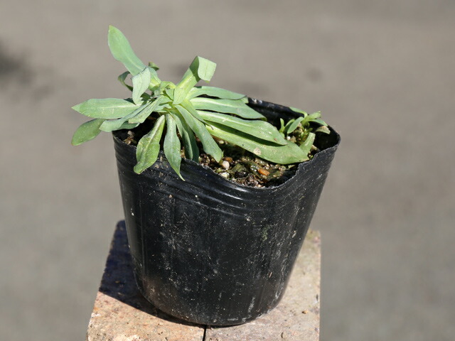 コマチソウ　ムシトリナデシコ　シレネ　抜き苗　10本