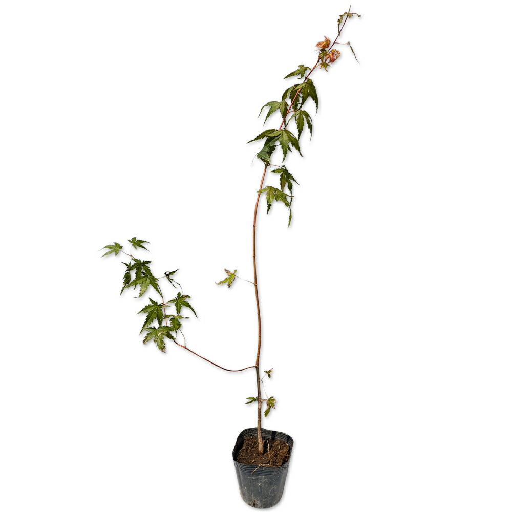 楽天市場】ヤマモミジ 1.2m 露地 苗 : トオヤマグリーン