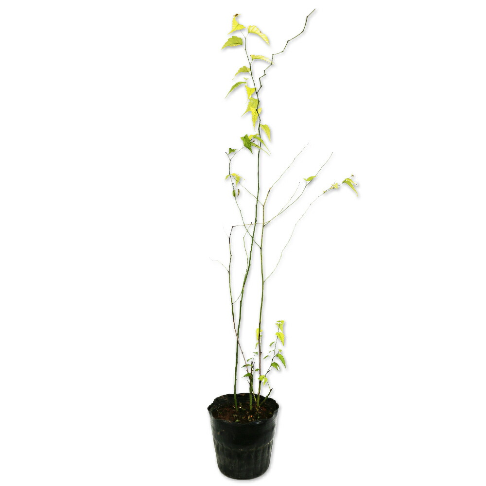 楽天市場】オトコヨウゾメ 1.5m 露地 苗木 : トオヤマグリーン