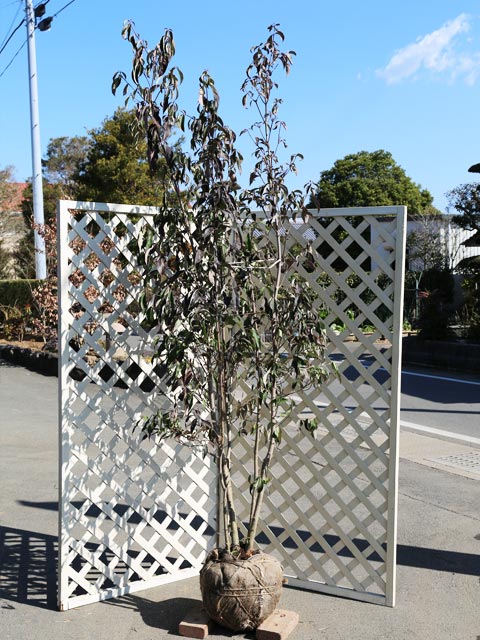 山採り ヤマモミジ 株立ち 【品番3453】 ヤマボウシ株立ち3Dモデル/H3