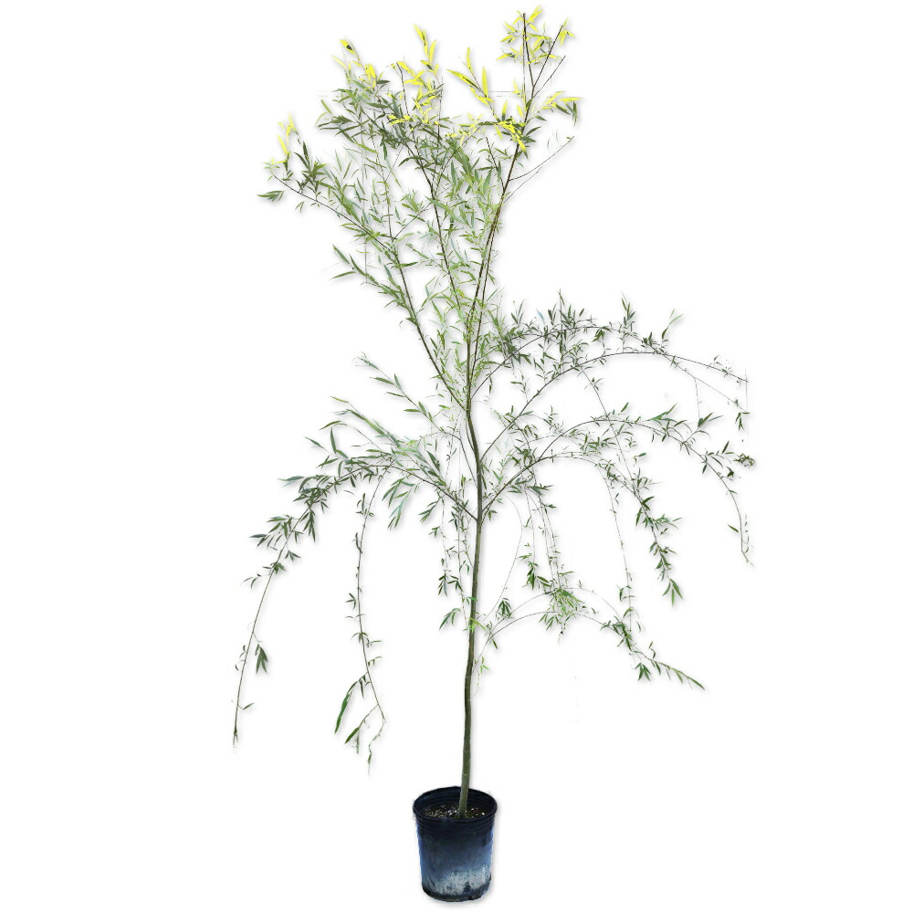 やぎしま　TC12 ２本分、Green Goliath穂木 71kticxWpOL.jpg_BO30,255,255,