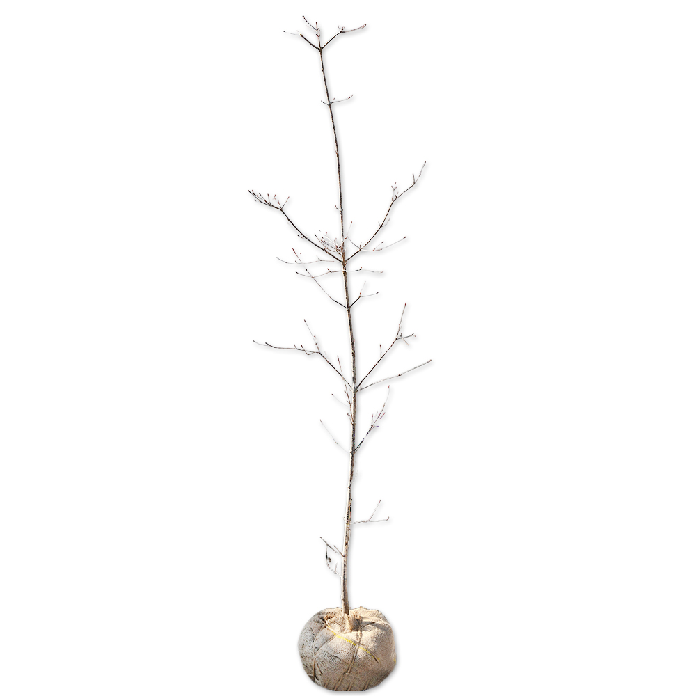 【楽天市場】ヤマボウシ 単木 1.5m 露地 苗木 : トオヤマグリーン