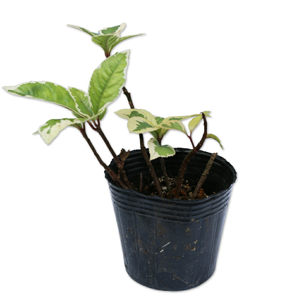 楽天市場】ヤブコウジ 斑入り 9.0cmポット 10本 苗 : トオヤマグリーン