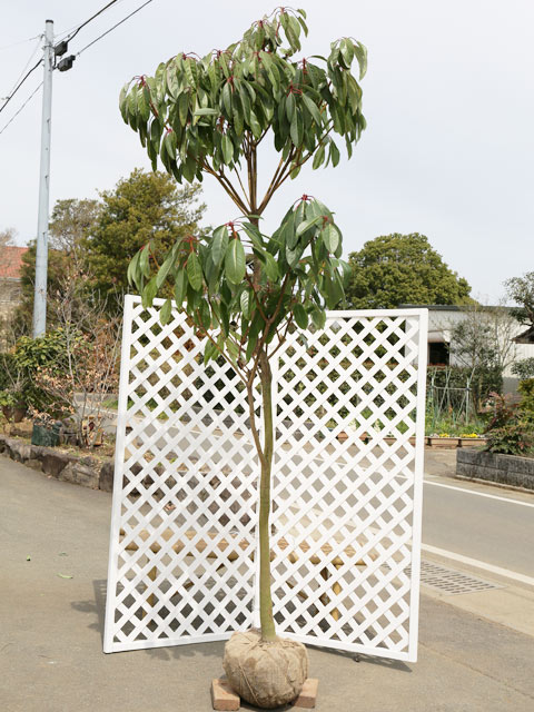 ゆずり葉 1000枚 backend=imagemagick;version=1;