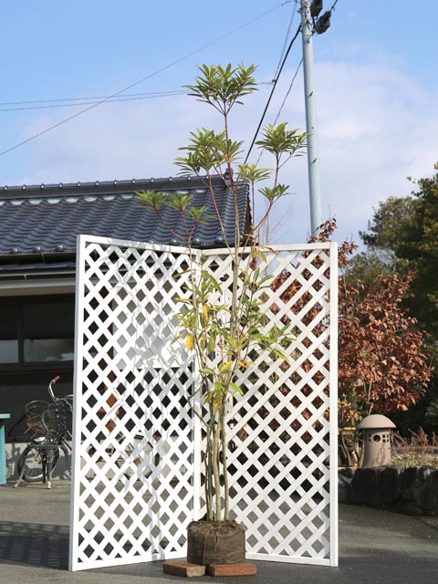 【楽天市場】ヒメユズリハ 株立ち 2m 露地 2本 苗木：トオヤマグリーン