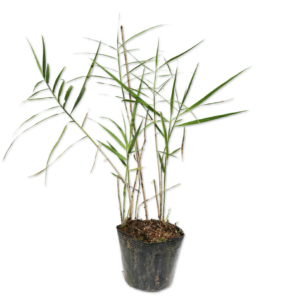 楽天市場】ツルコウジ 3号 ポット苗 : 苗木部 by 花ひろばオンライン