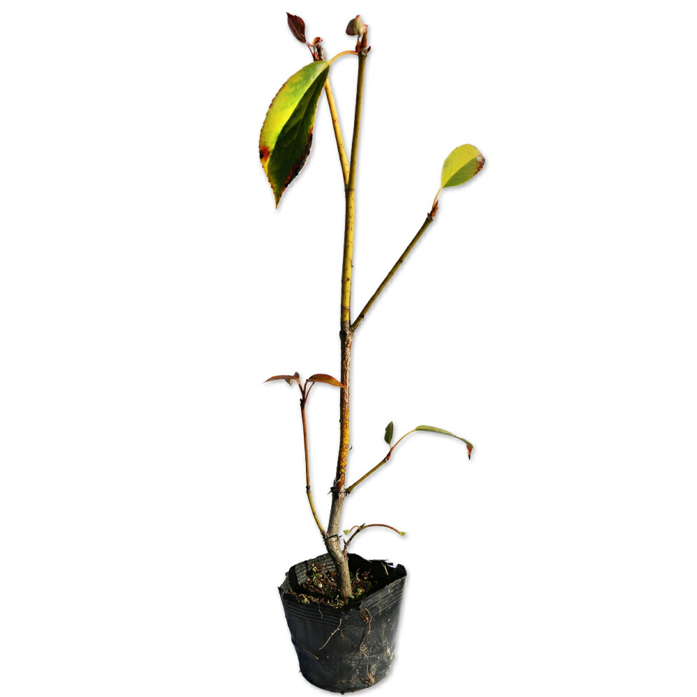 103 山採り　アオダモ 楽天市場】ヤマトアオダモ 0.3m 10.5cmポット 苗 : トオヤマグリーン