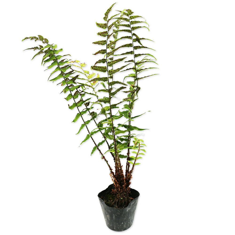 楽天市場】オニヤブソテツ 10.5cmポット 苗 : トオヤマグリーン