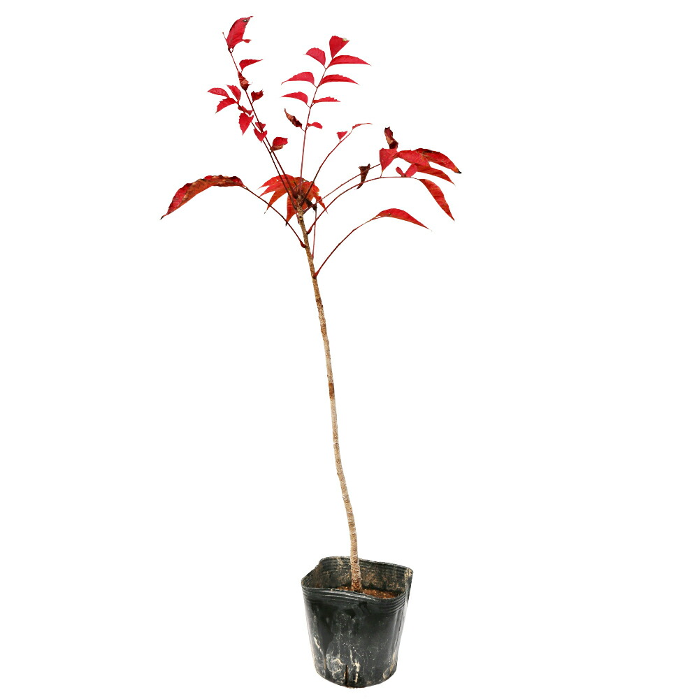 楽天市場】コウヨウザン 0.3m 10.5cmポット 苗 : トオヤマグリーン