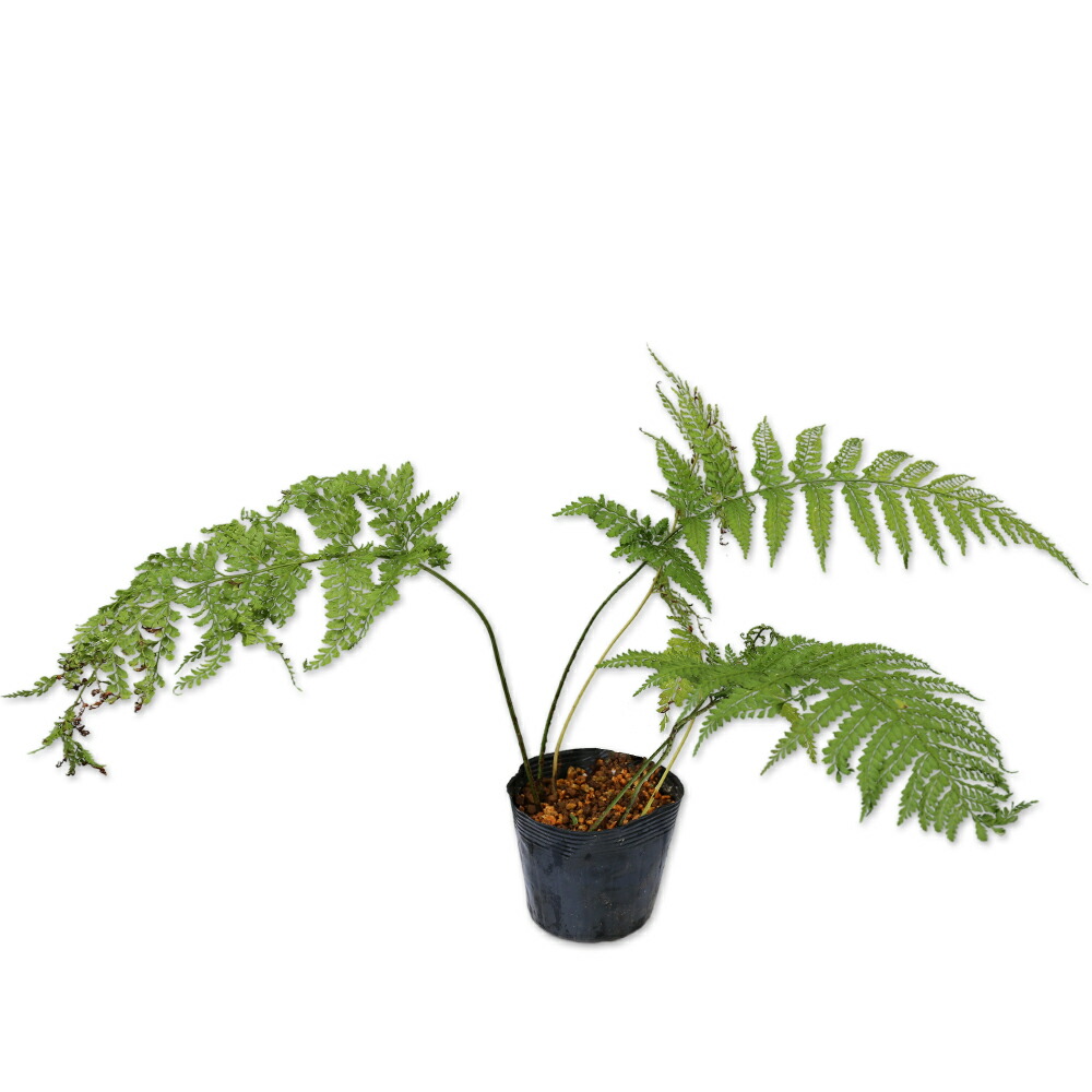 楽天市場】トキワシノブ 9.0cmポット 苗 : トオヤマグリーン