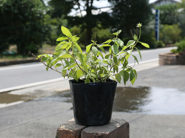 楽天市場】クロトン （ 黄ラセンクロトン ） 9cmポット苗【 送料無料