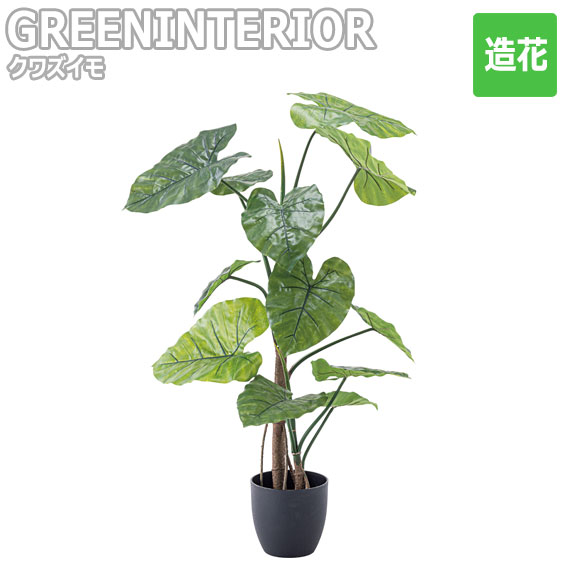 GREEN INTERIOR グリーンインテリア クワズイモ