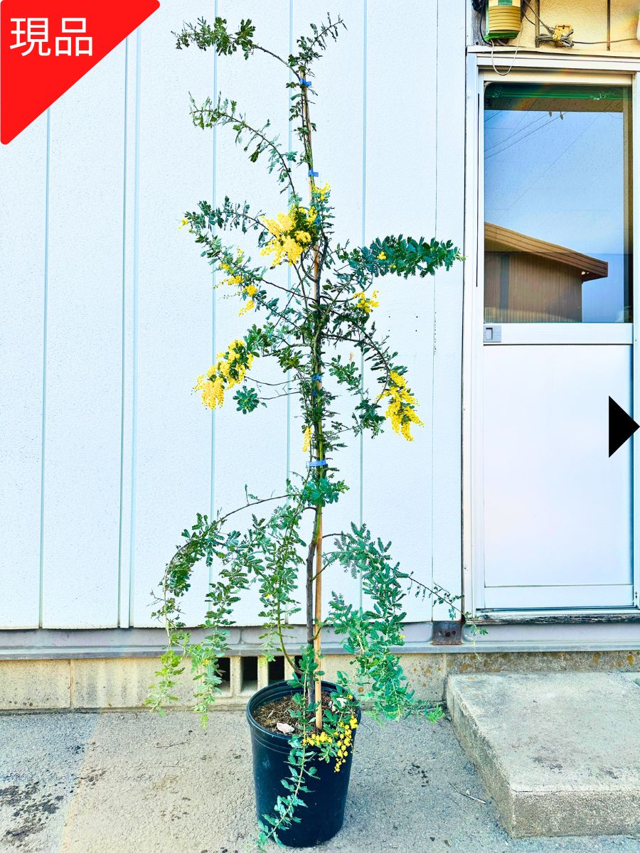楽天市場】現品発送 ミモザアカシア 樹高2.0m（根鉢含まず）39 送料