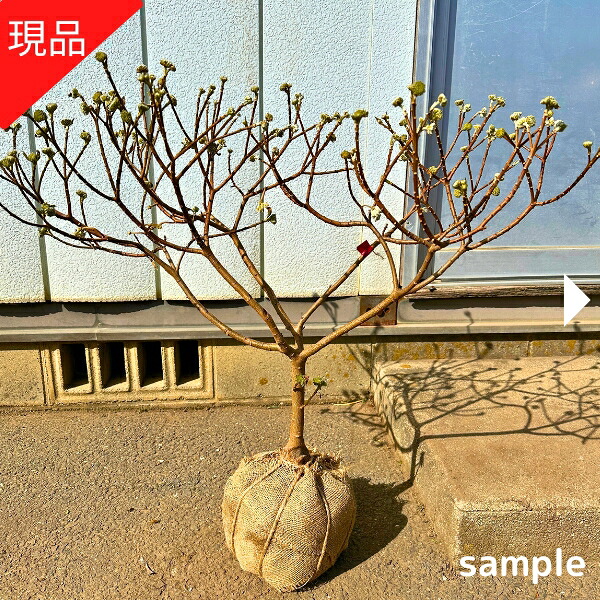 【現品発送】珍しい赤花三つ又（ミツマタ）樹高0.5-0.6m前後(根鉢含まず) 苗 苗木 花木 庭木 植木 落葉樹 落葉低木【送料無料】