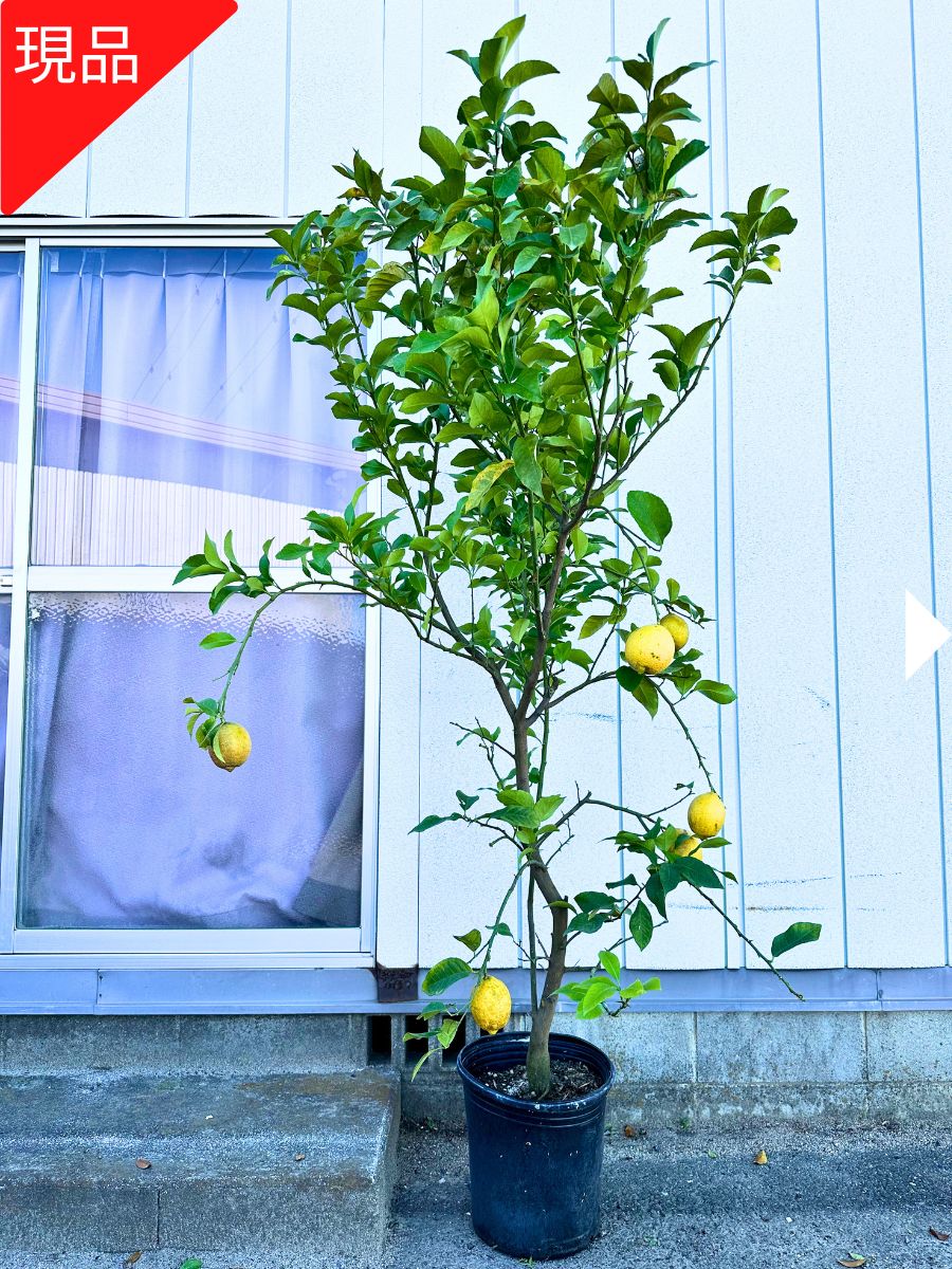 楽天市場】せとか みかんの苗木 【8/20実付き】ミカンの果樹苗 7号 鉢