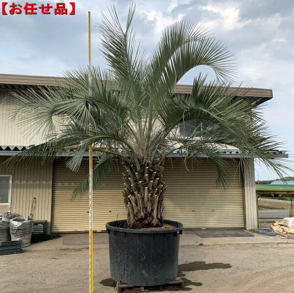 楽天市場 直接引き取りのみ ココスヤシ樹高約3 5m 根鉢含まず 南国 シンボルツリー 庭木 苗木 植木 常緑樹 常緑高木 送料無料 ぐりーんぐりーん