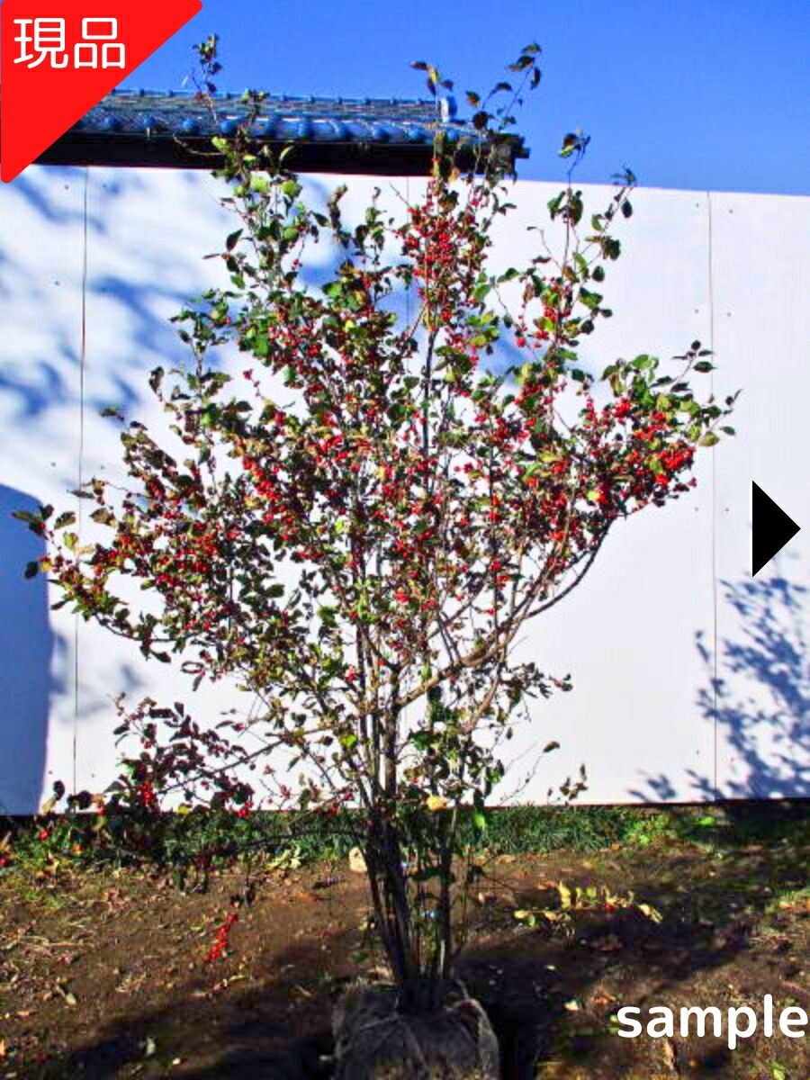 楽天市場】【現品発送】ウメモドキ 樹高2.1-2.6m(根鉢含まず）メス