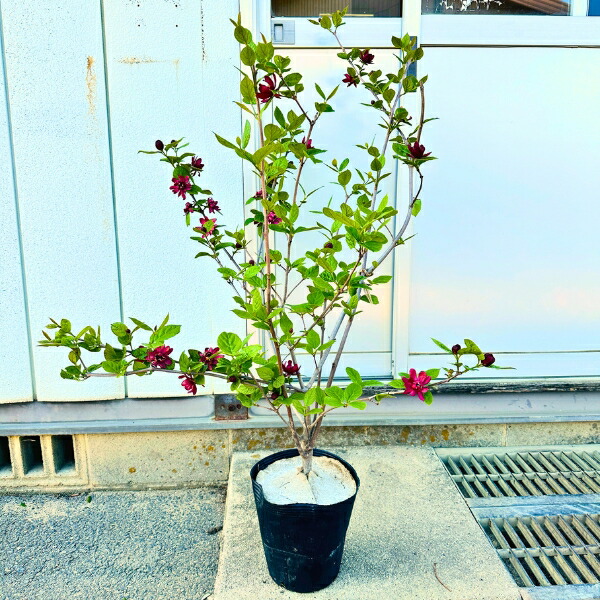 楽天市場】【選べる現品発送】クロバナロウバイ（黒花蝋梅）苗木