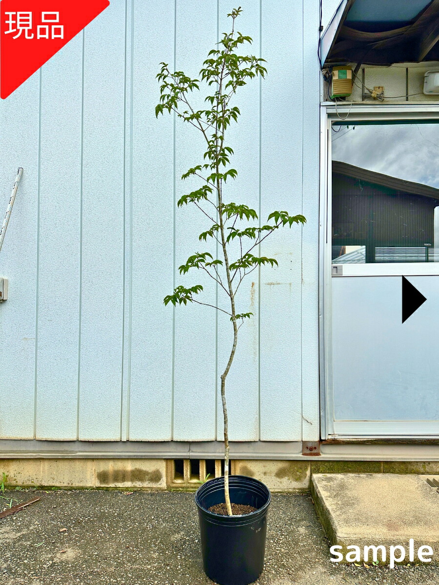 楽天市場】アオダモ 本株立ち 樹高1.6m前後(根鉢含まず）苗 苗木 あお