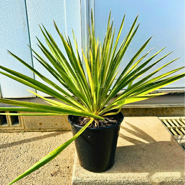 楽天市場】耐寒性 ユッカの木 苗 【ノリナ ネルソニー】 約0.9m