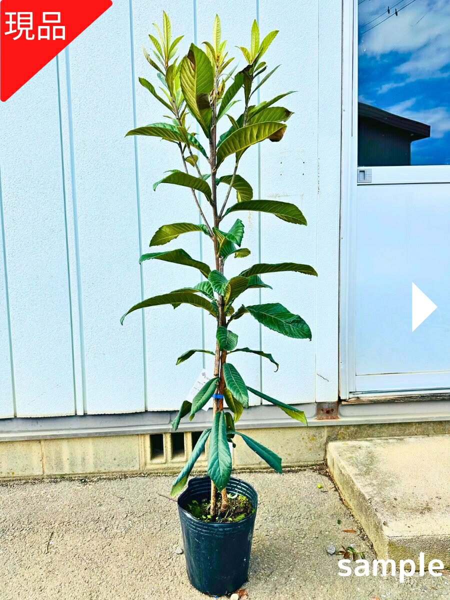 ビワ果樹 。茂木枇杷。鉢ごと無料で発送致します。 茂木（もぎ）枇杷：旬の