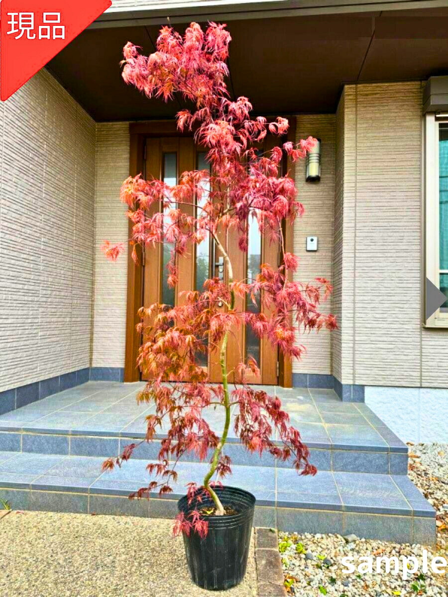 楽天市場】現品発送 シダレモミジ混植仕立て（赤枝垂れ紅葉と青枝垂れ