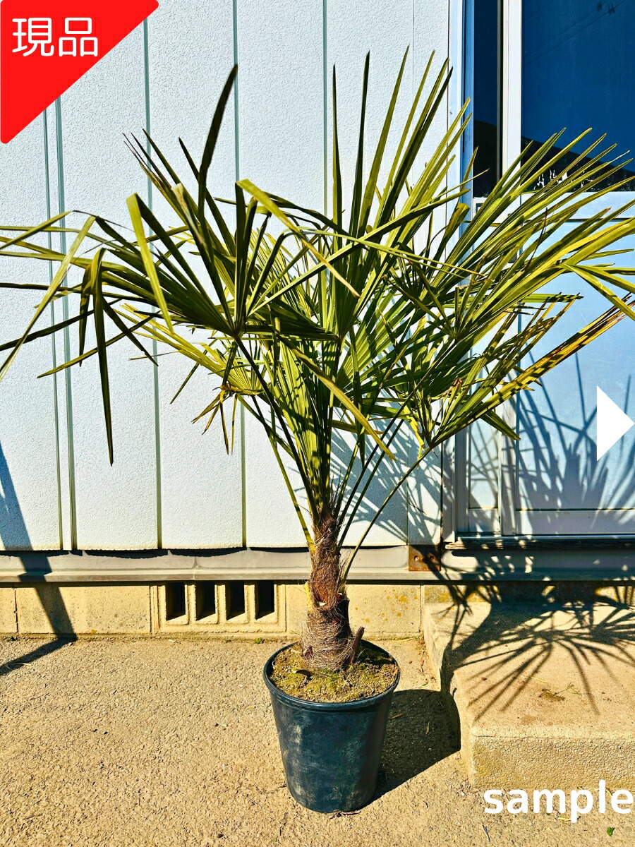 楽天市場】トウジュロ（唐棕櫚）6号鉢苗木（v08） : 千草園芸