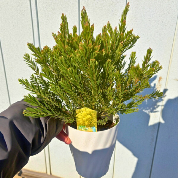 楽天市場】アカシア テレサ 5号鉢 送料無料 矮性種 庭木 苗木 花木