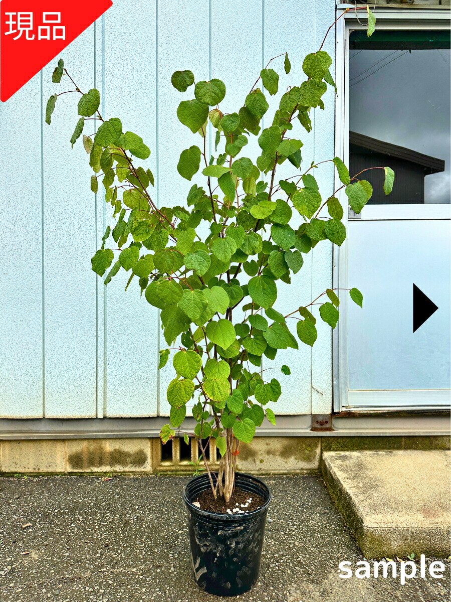 楽天市場】【現品発送】マルバノキ 樹高2.5-2.6m(根鉢含まず）丸