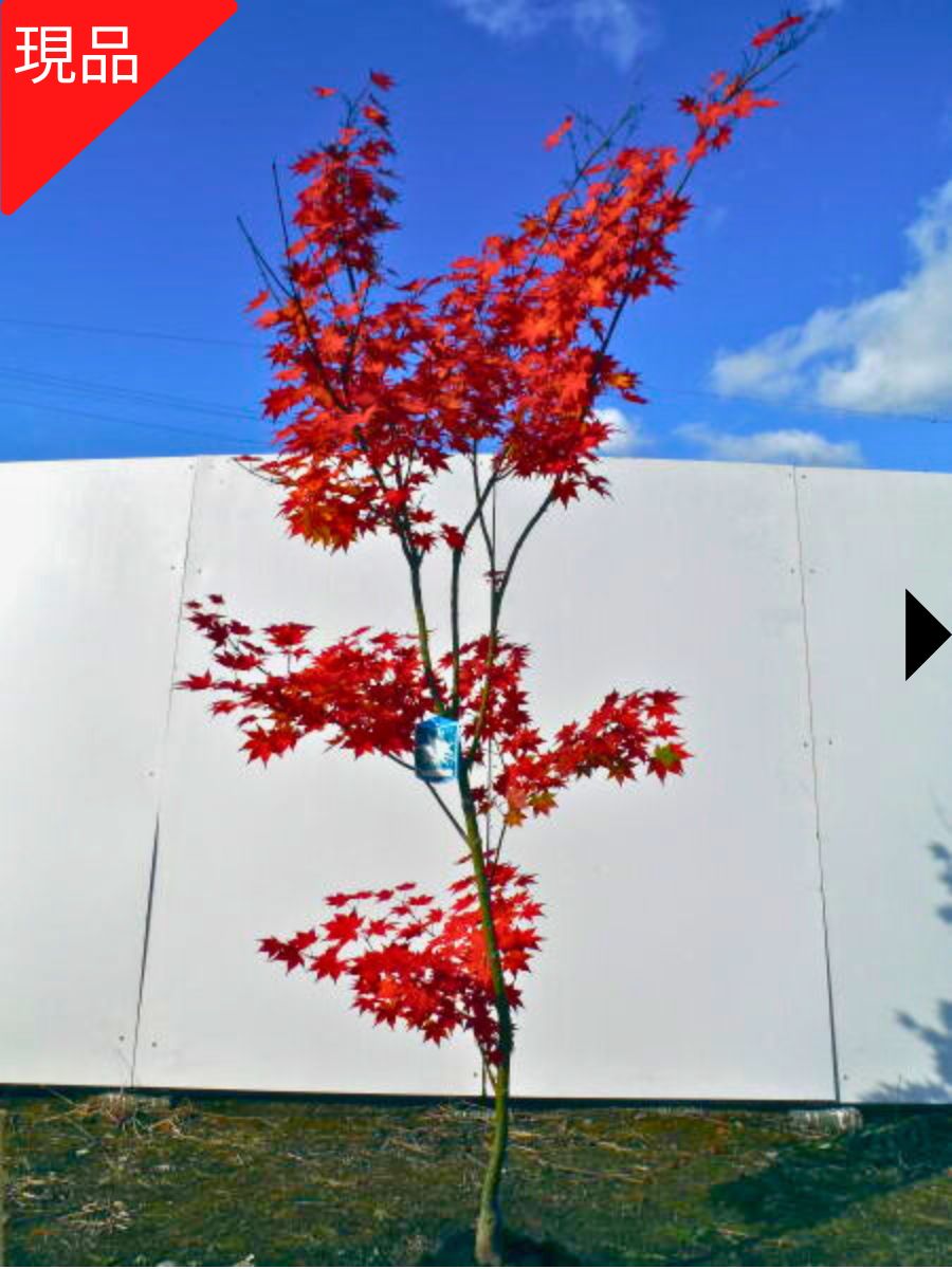 楽天市場】【現品発送】野村モミジ ノムラモミジ 株立ち 樹高1.8-2.0m