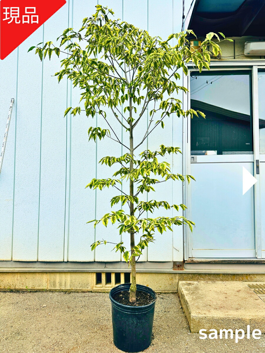 楽天市場】ハナミズキ(ホワイトラブ)樹高2.0m前後(根鉢含まず