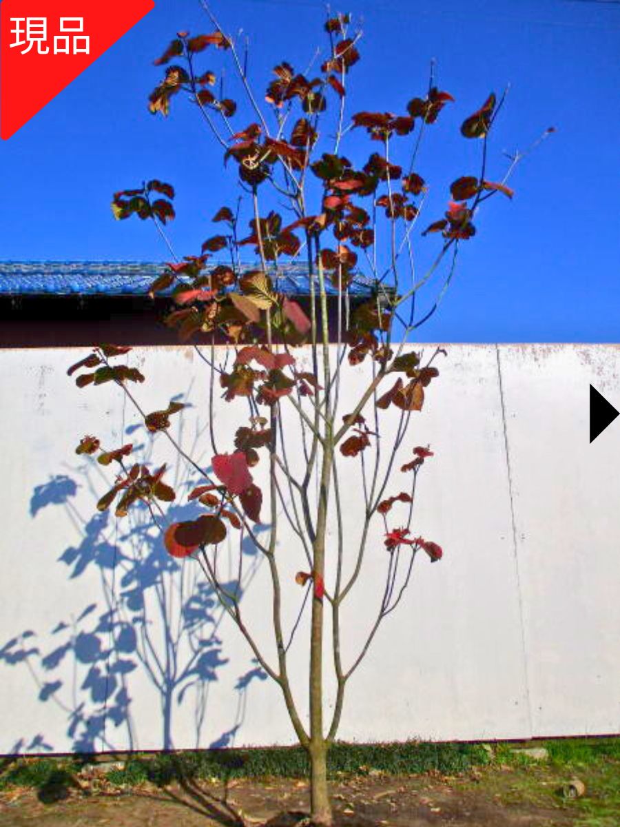 楽天市場】【現品発送】カマツカ 樹高2.4-2.5m(根鉢含まず）かまつか