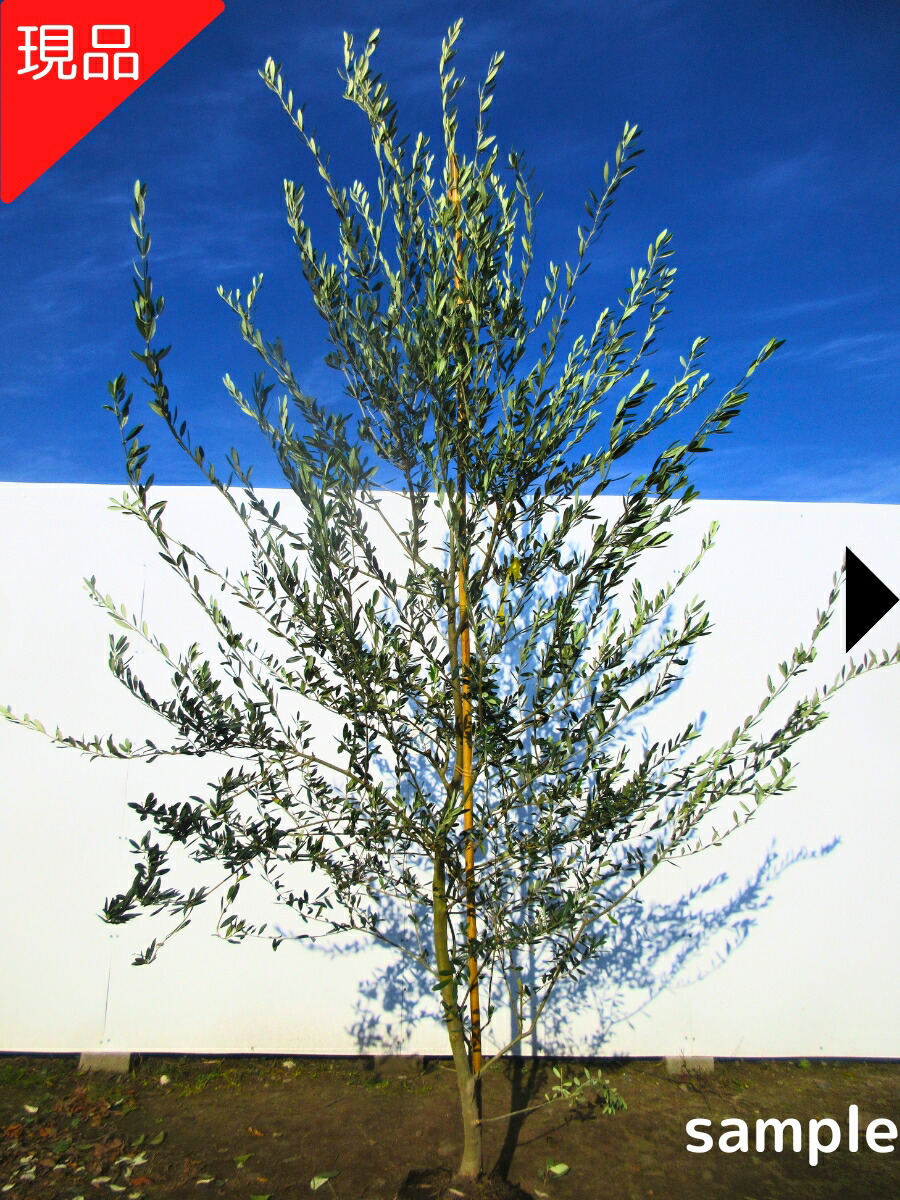 （週末値下げ中）オリーブの木　リングオリーブ　常緑樹 楽天市場】【現品発送】オリーブの木 (ミッション) 樹高2.1-2.4m(根鉢