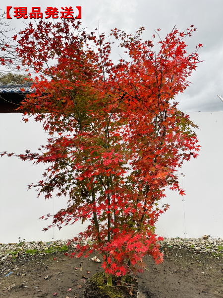 楽天市場】アオダモ 本株立樹高1.6m前後(根鉢含まず）シンボルツリー 