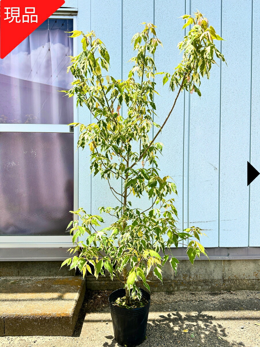 楽天市場】【現品発送】ジャクモンティー(シラカバ 白樺) 樹高