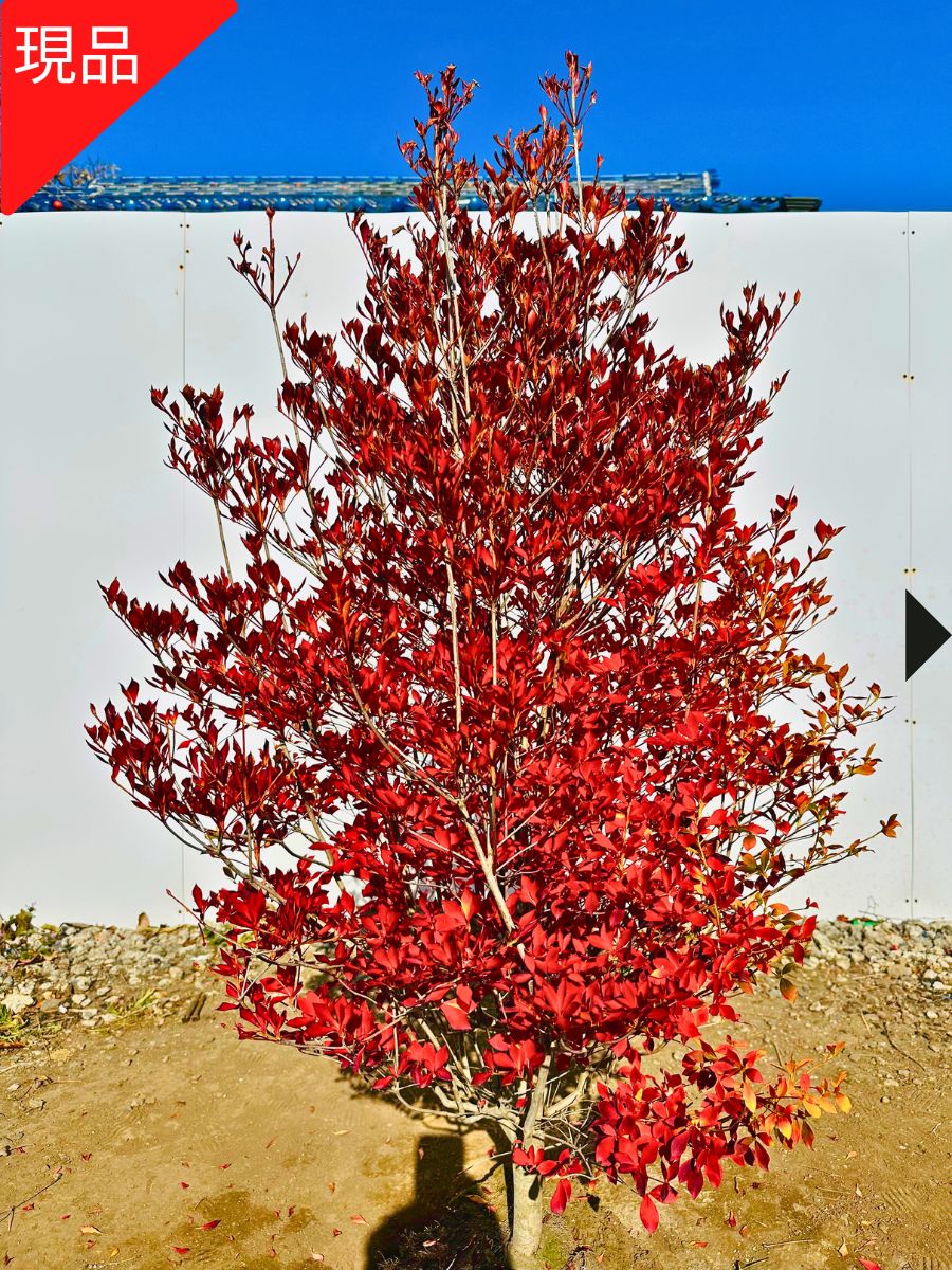 紅花＋白花　ドウダンツツジ　2本セット　/227 imgrc0132961769.jpg