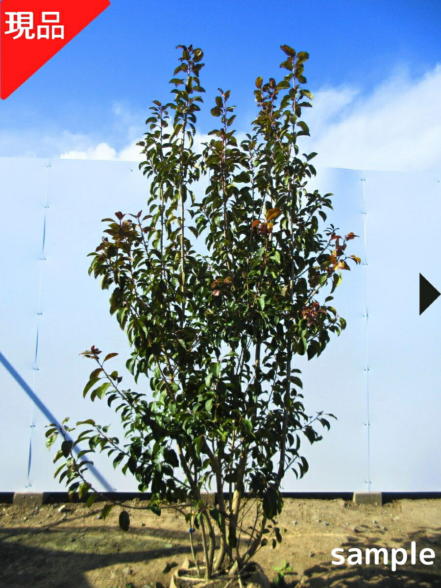 楽天市場】アオダモ 本株立ち 樹高1.6m前後(根鉢含まず）苗 苗木