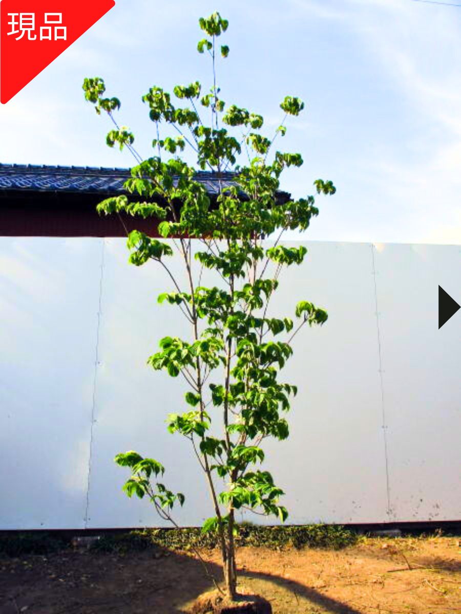 楽天市場】【現品発送】シロモジ 株立樹高1.7-2.2m(根鉢含まず