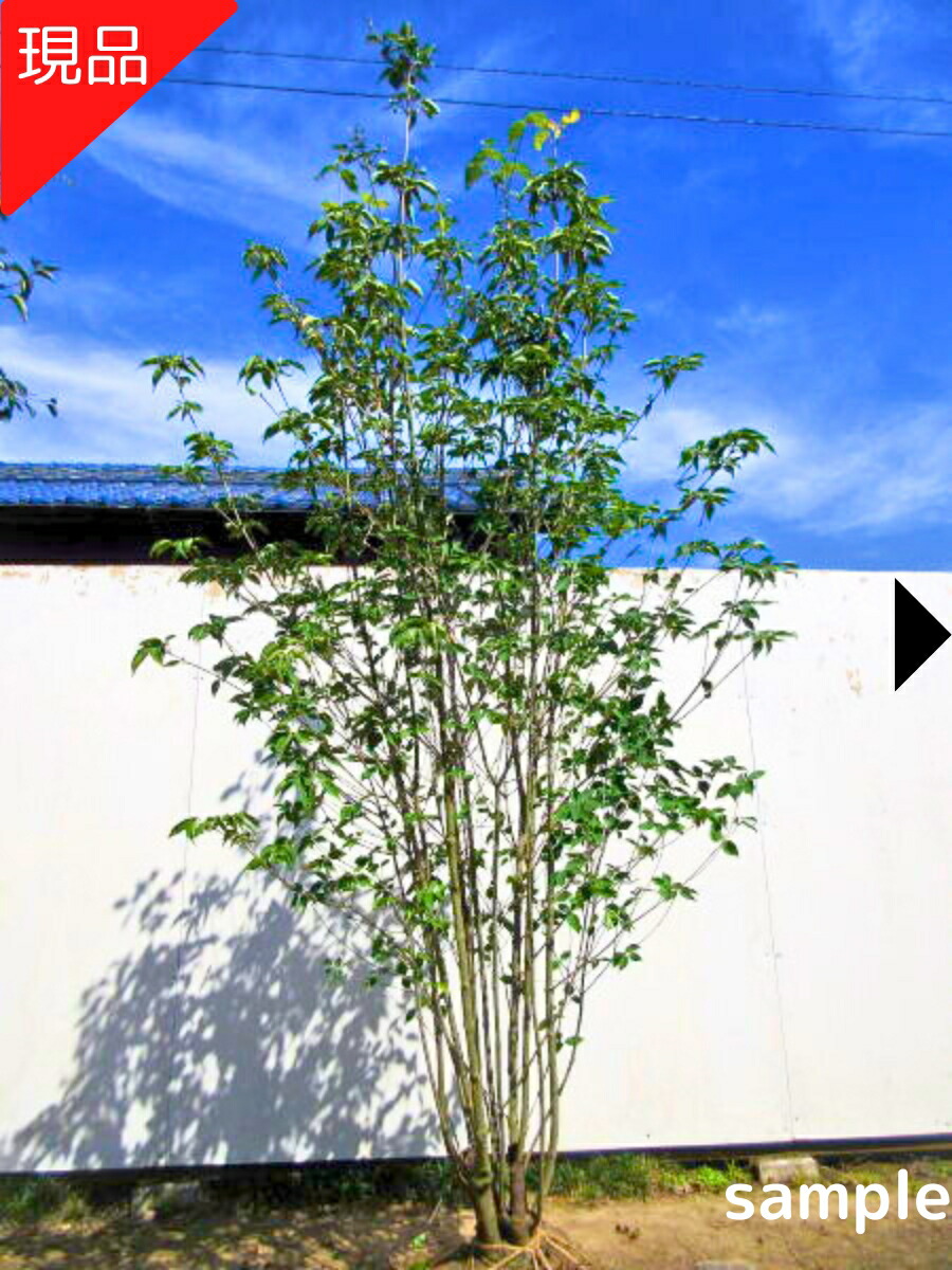 楽天市場】【スーパーSALE10%OFF常緑ヤマボウシ「月光」単木 樹高2.0m