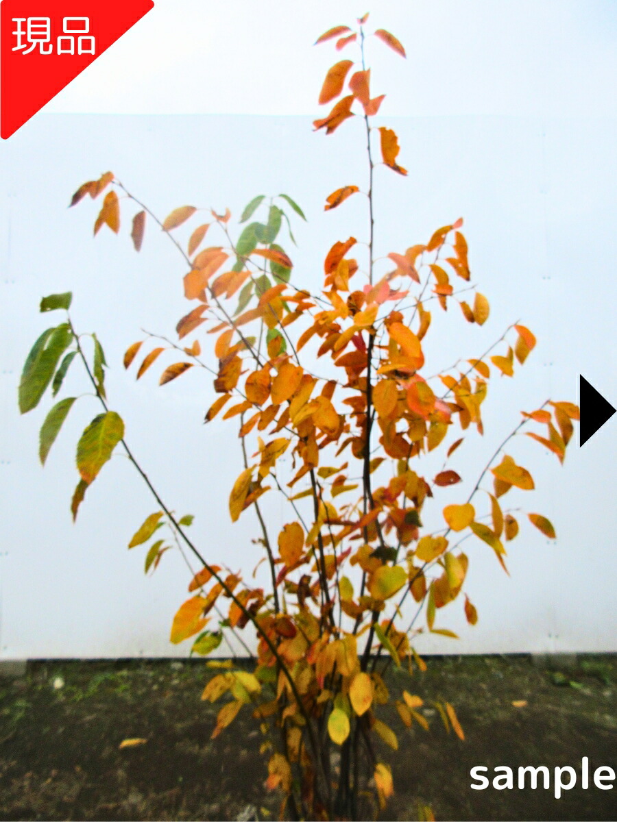 楽天市場】【現品発送】シロモジ 株立ち9号 樹高1.8-2.0m(鉢底から